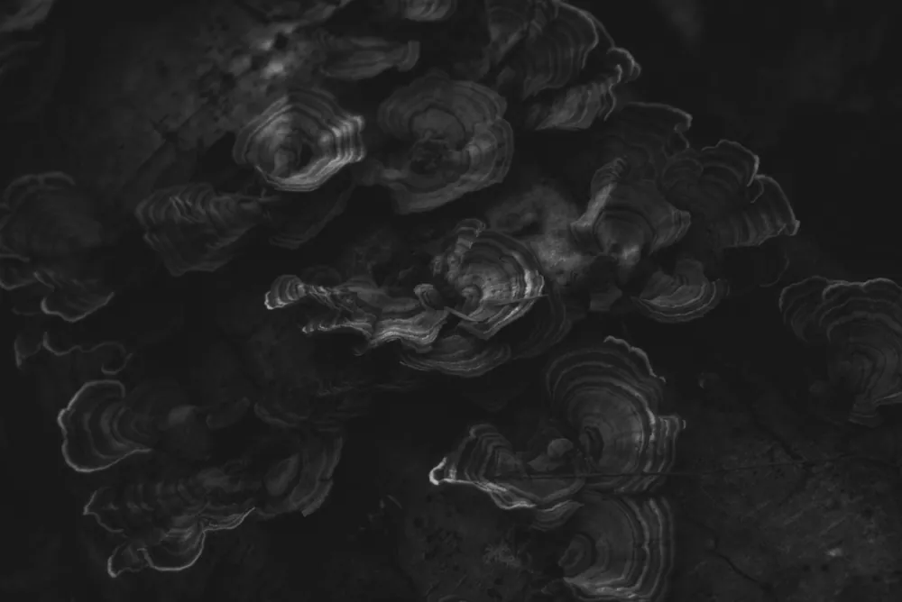 Turkey tail mushrooms, photographed on a hike