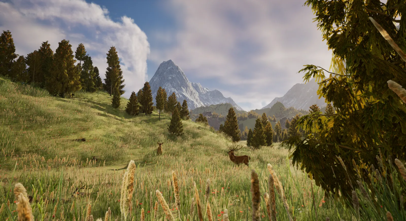 Deer in a field